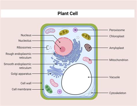 Cell .